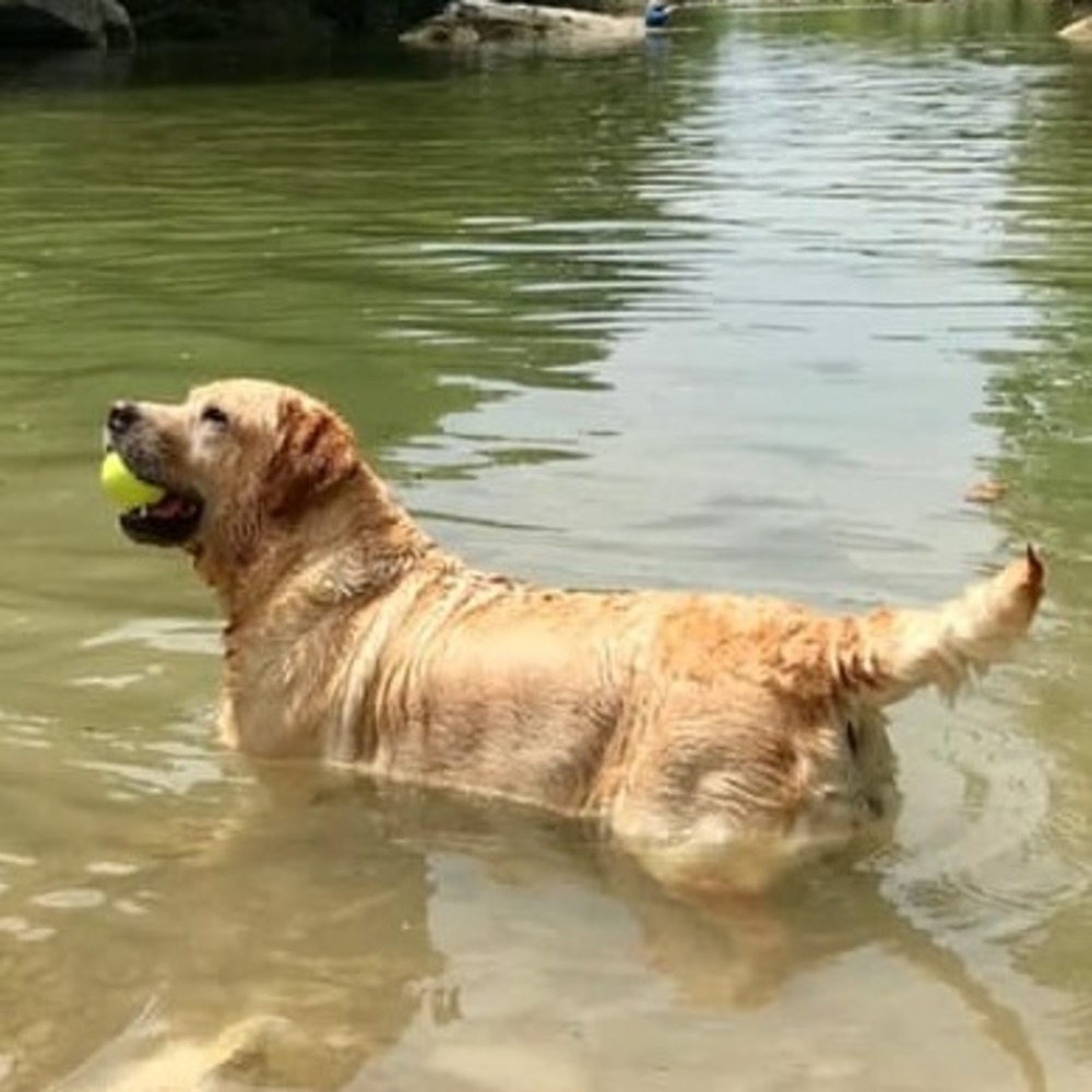 Meet your Posher, Susan